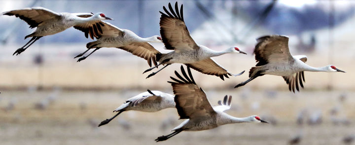 Flying